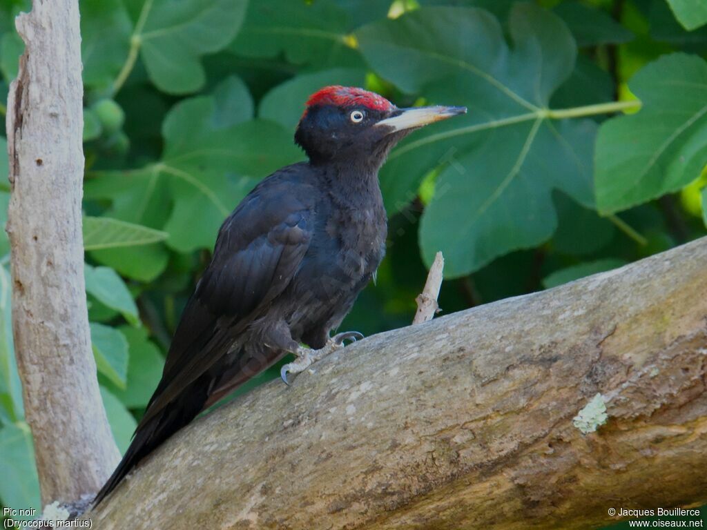 Black Woodpecker, identification