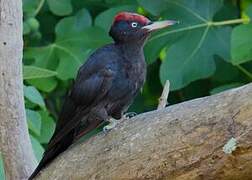 Black Woodpecker