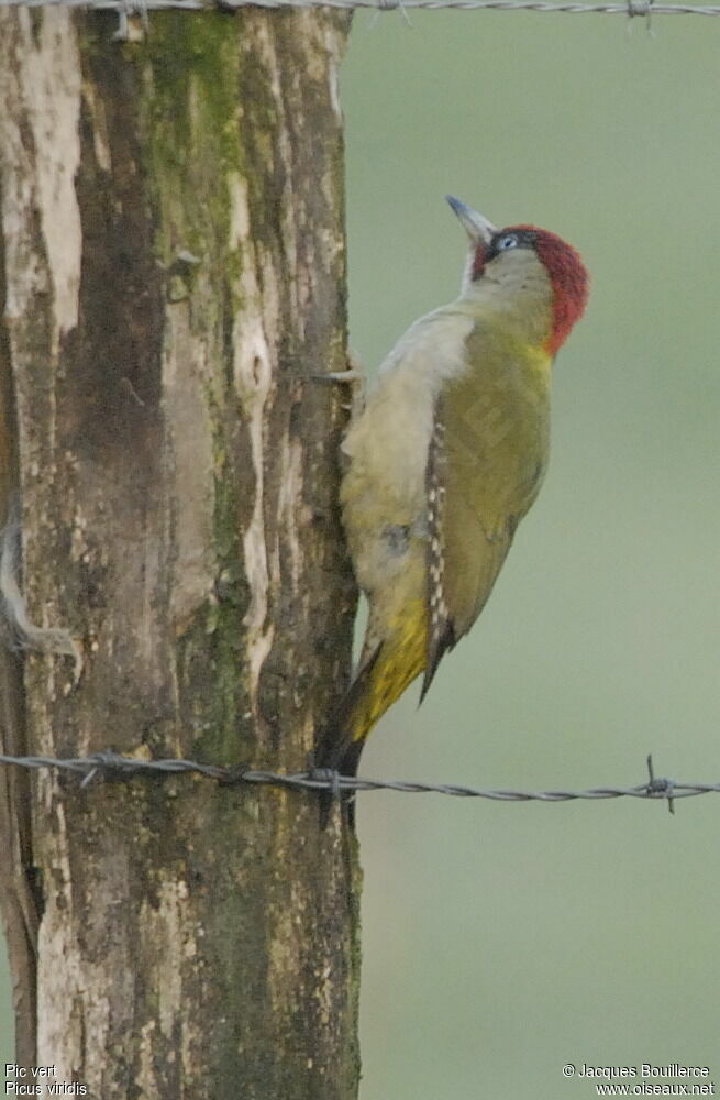 European Green Woodpecker