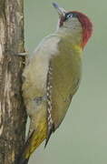 European Green Woodpecker