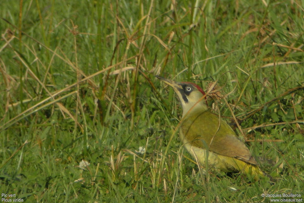 European Green Woodpecker female adult