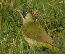 European Green Woodpecker