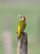 European Green Woodpecker