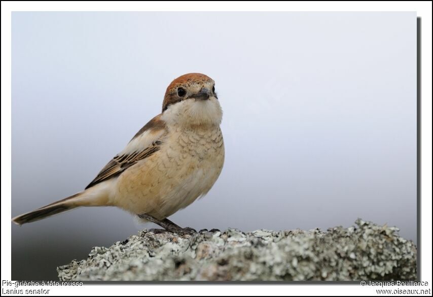 Woodchat Shrikeadult