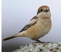 Woodchat Shrike