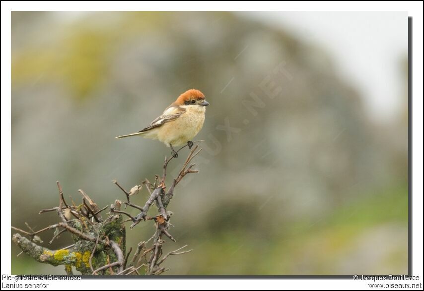 Woodchat Shrikeadult