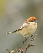 Woodchat Shrike