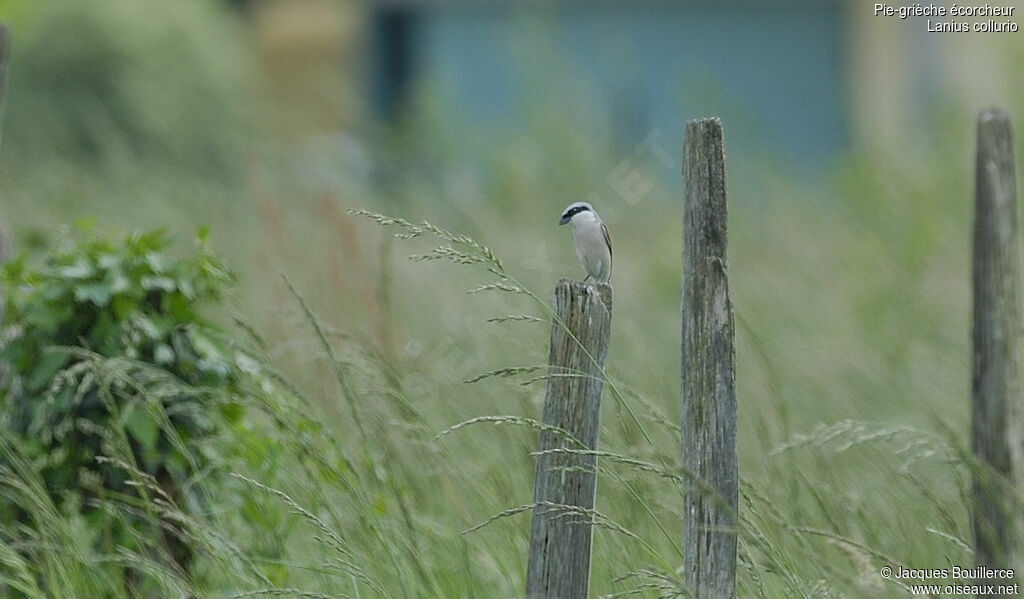 Red-backed Shrike