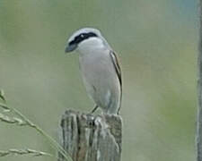 Red-backed Shrike