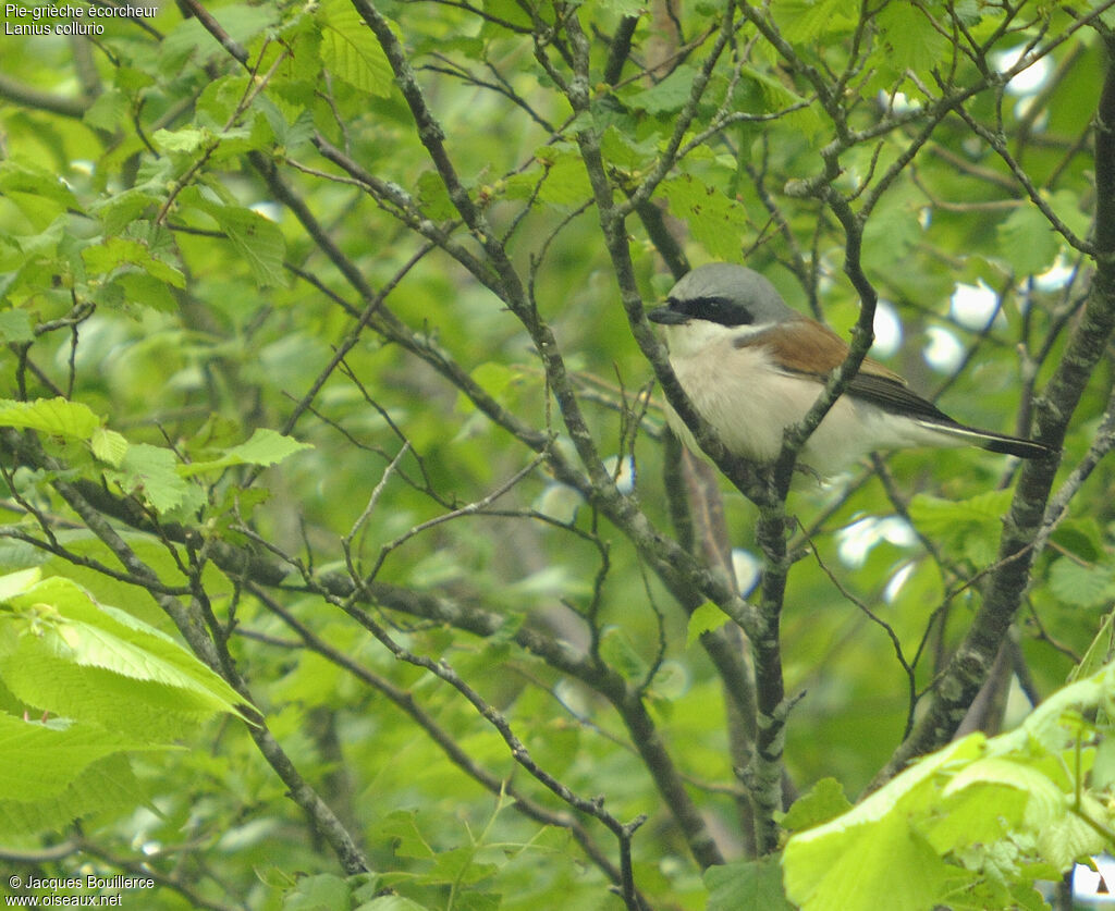 Red-backed Shrike