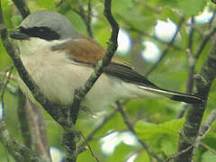 Red-backed Shrike