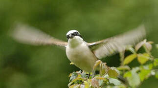 Red-backed Shrike