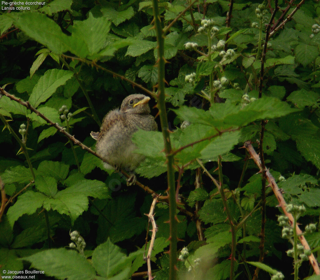 Red-backed Shrikejuvenile