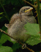 Red-backed Shrike