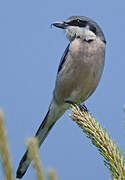 Iberian Grey Shrike