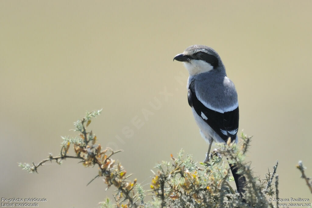 Iberian Grey Shrikeadult