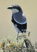 Iberian Grey Shrike