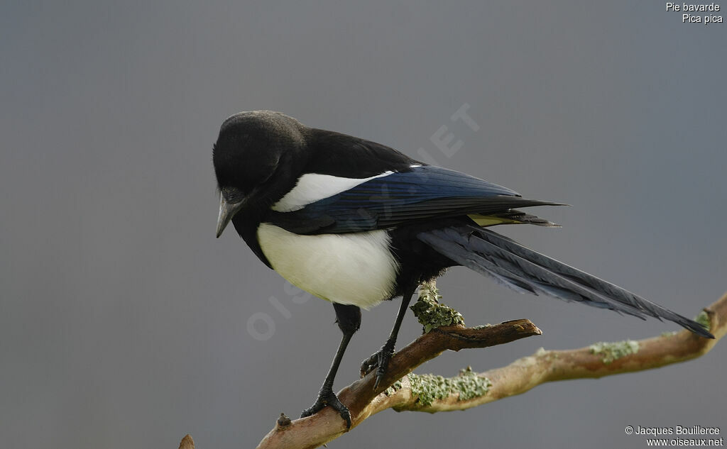 Eurasian Magpie