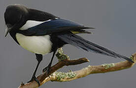 Eurasian Magpie