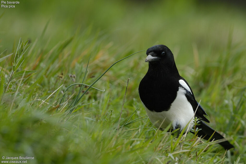 Eurasian Magpie