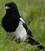 Eurasian Magpie