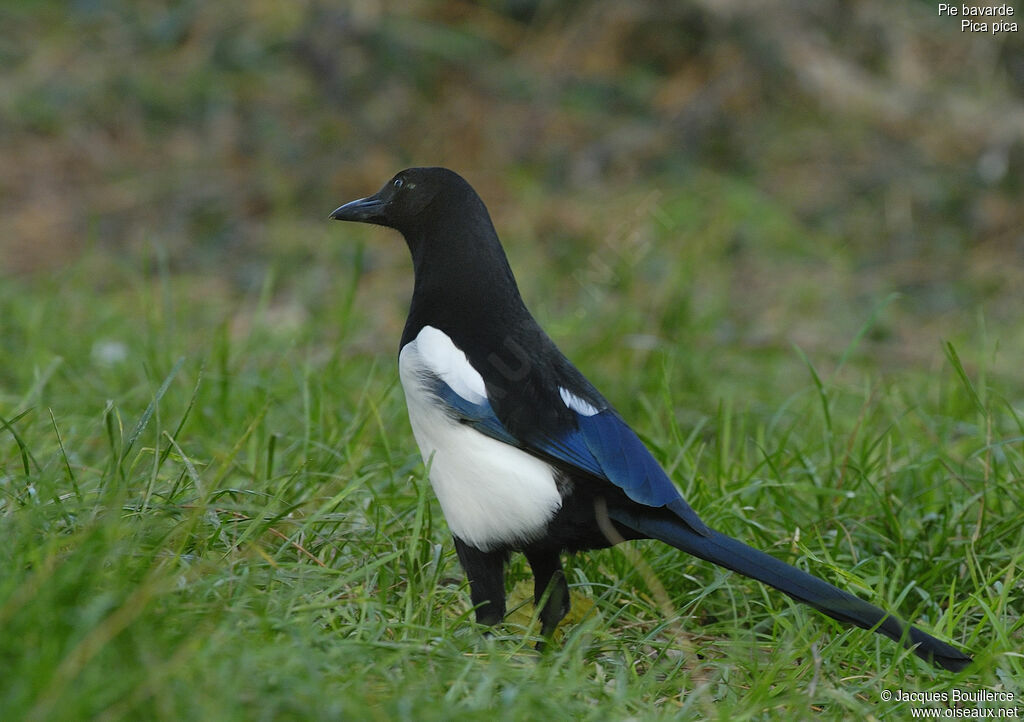 Eurasian Magpie