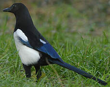 Eurasian Magpie