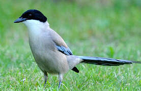 Iberian Magpie