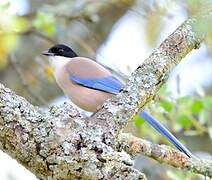 Iberian Magpie