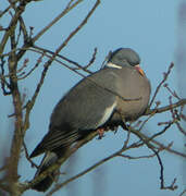 Common Wood Pigeon