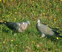 Common Wood Pigeon