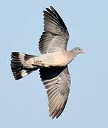 Common Wood Pigeon