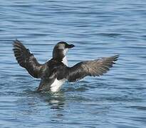 Razorbill