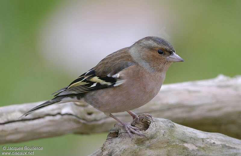 Common Chaffinch male