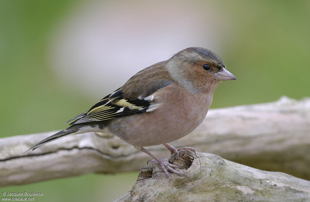 Eurasian Chaffinch male