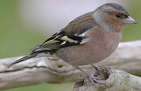 Eurasian Chaffinch