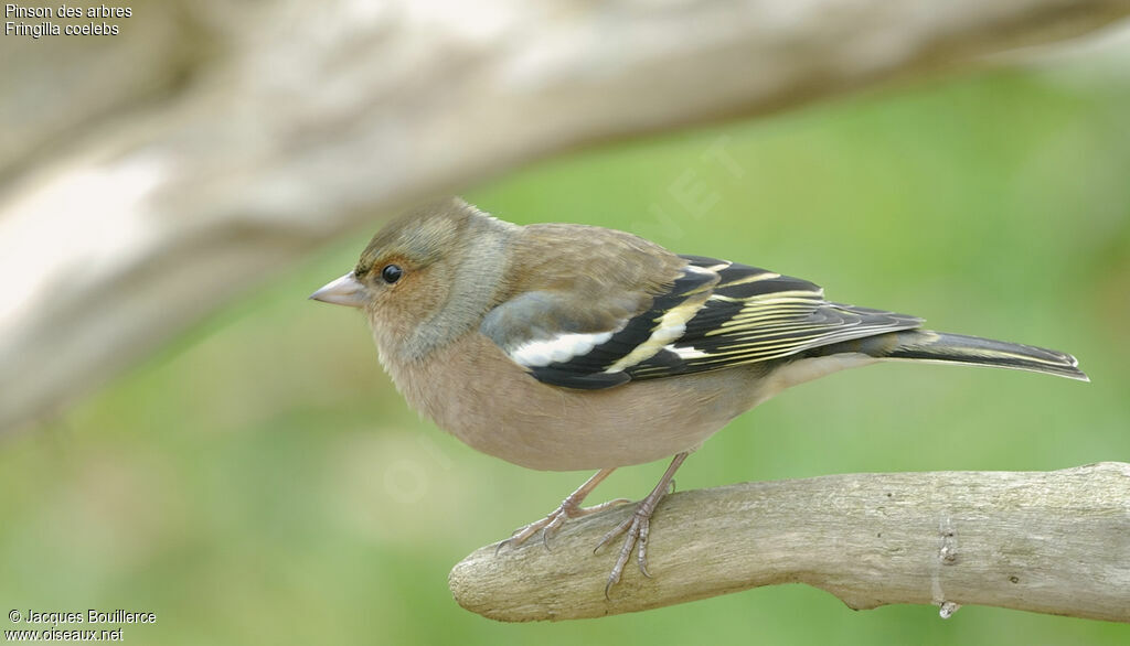 Eurasian Chaffinch male