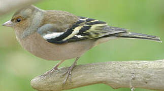 Common Chaffinch