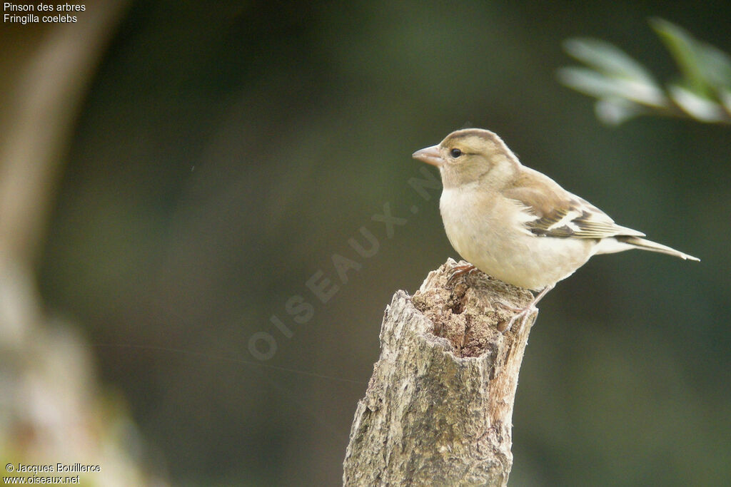 Common Chaffinch