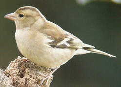 Common Chaffinch