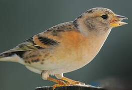 Brambling