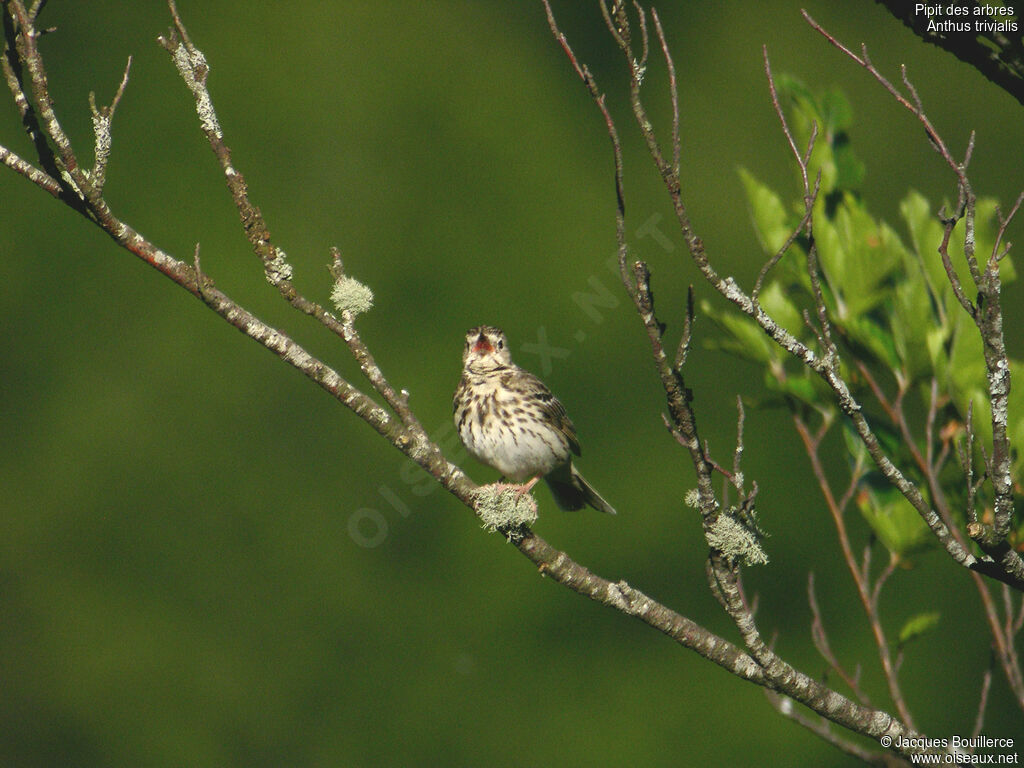 Tree Pipit