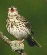 Pipit des arbres