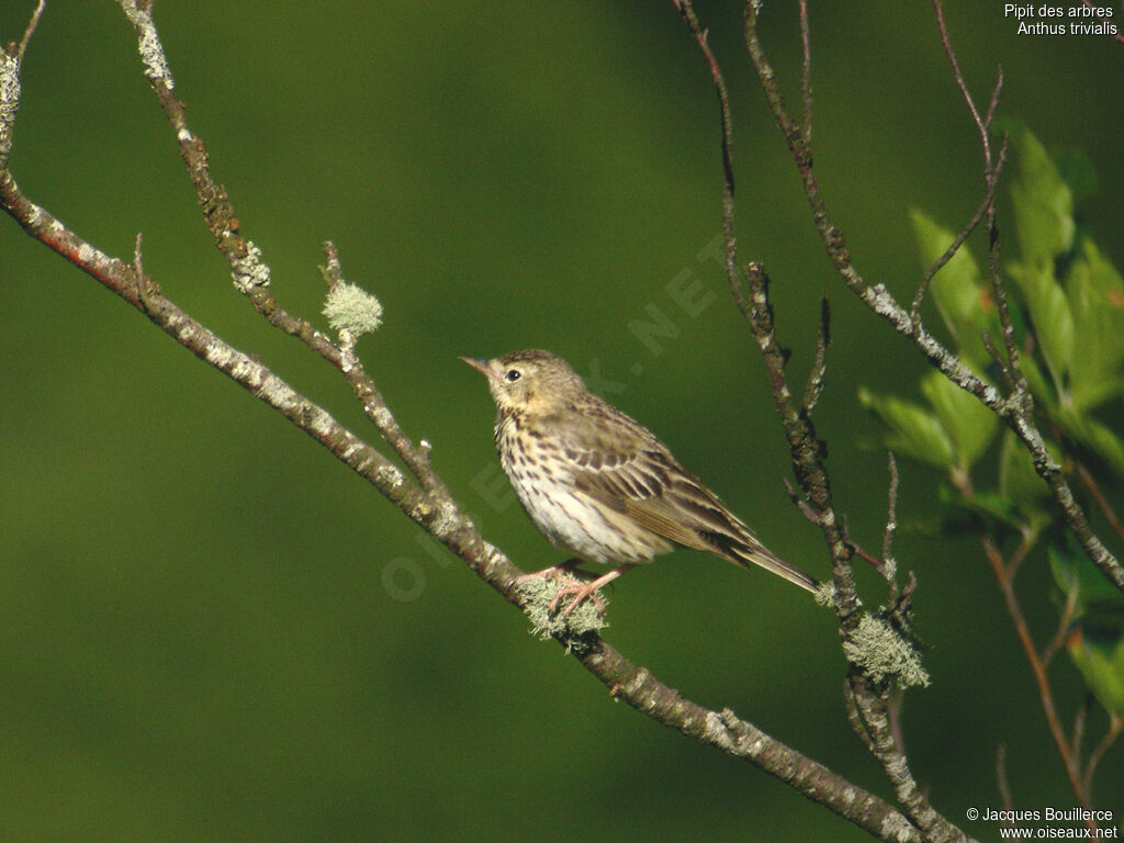 Pipit des arbres