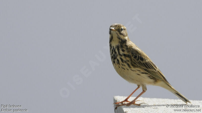 Meadow Pipit