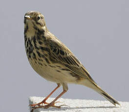 Pipit farlouse