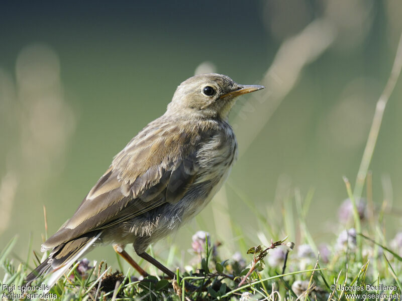 Pipit spioncelle