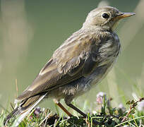 Water Pipit