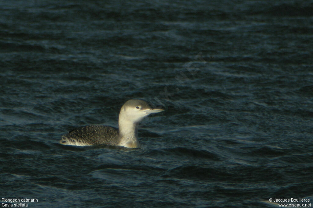 Plongeon catmarin