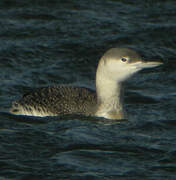 Red-throated Loon